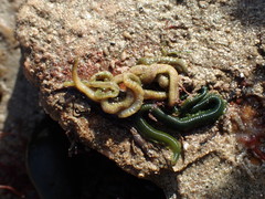 Eulalia clavigera