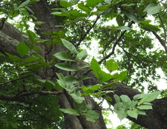 Stereospermum chelonoides