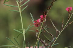 Indigofera punctata