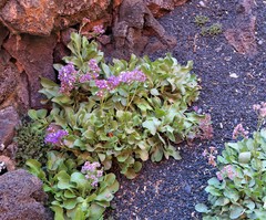 Limonium bourgeaui