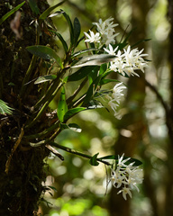 Dendrobium falcorostrum