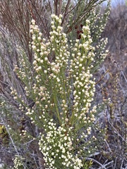 Baccharis sarothroides × pilularis