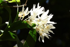 Dendrobium falcorostrum