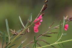Indigofera punctata