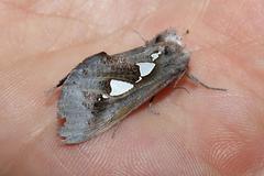 Antiophlebia bracteata