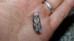 Antiophlebia bracteata