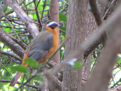 Cossypha heuglini heuglini