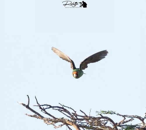 Red-fronted Parrot (Poicephalus gulielmi)