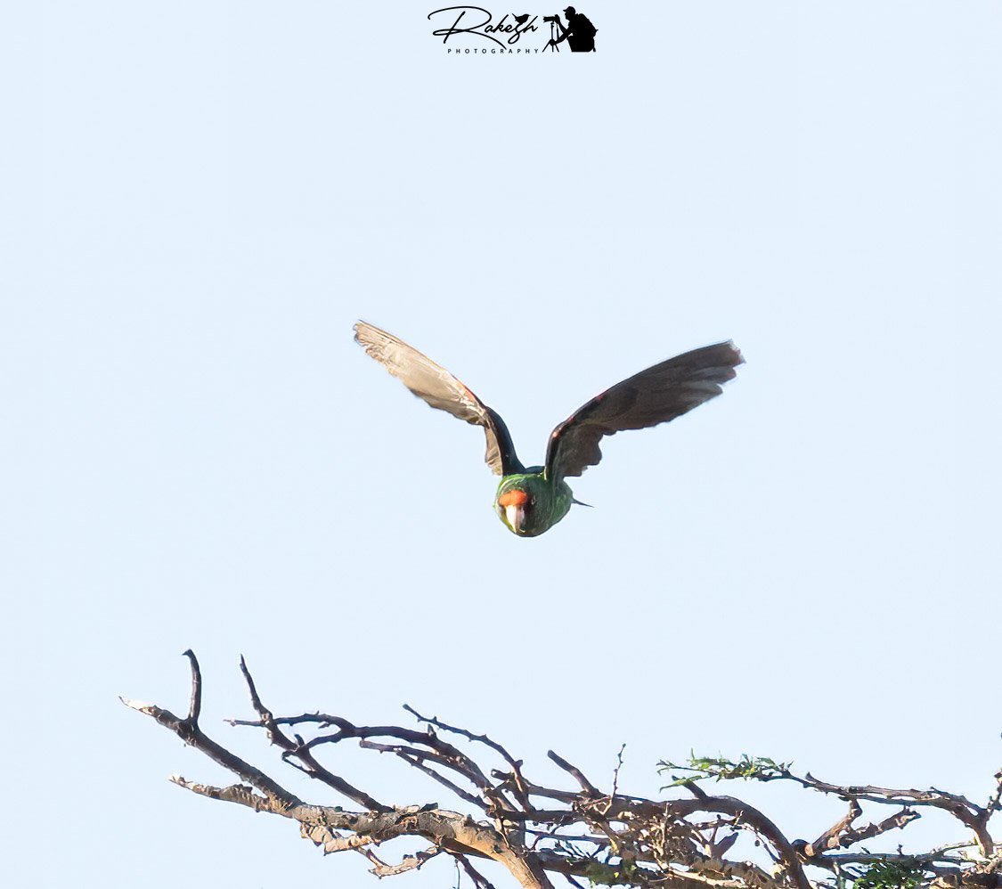 Red-fronted Parrot (Poicephalus gulielmi), photo 1