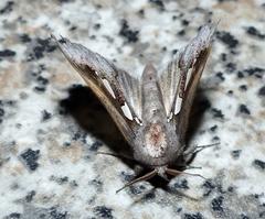 Antiophlebia bracteata