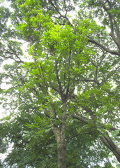 Stereospermum chelonoides