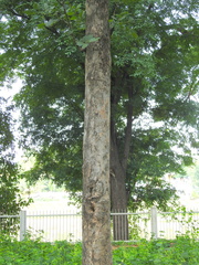 Stereospermum chelonoides