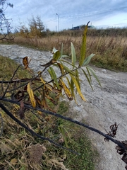 Salix schwerinii