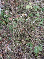 Stellaria calycantha