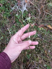 Stellaria calycantha