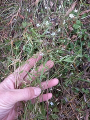 Stellaria calycantha
