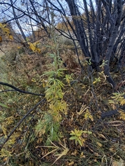 Artemisia leucophylla