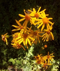 Packera coahuilensis