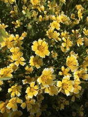 Layia chrysanthemoides
