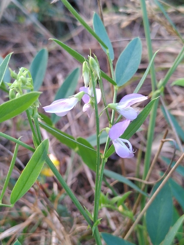Ljekoviti orlovac (Galega officinalis)