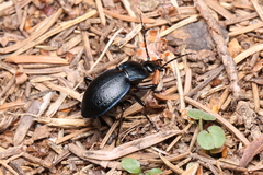 Carabus convexus dilatatus