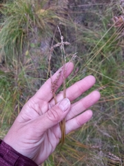 Carex laevissima