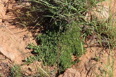 Aptosimum procumbens