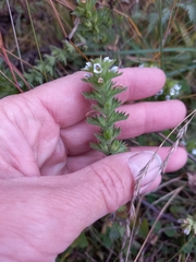 Euphrasia hyperborea