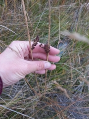 Juncus haenkei