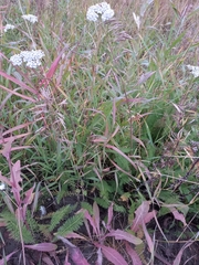 Achillea asiatica
