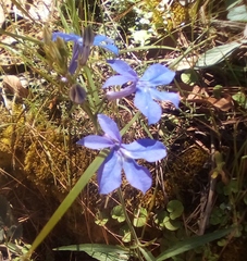 Lobelia sublibera