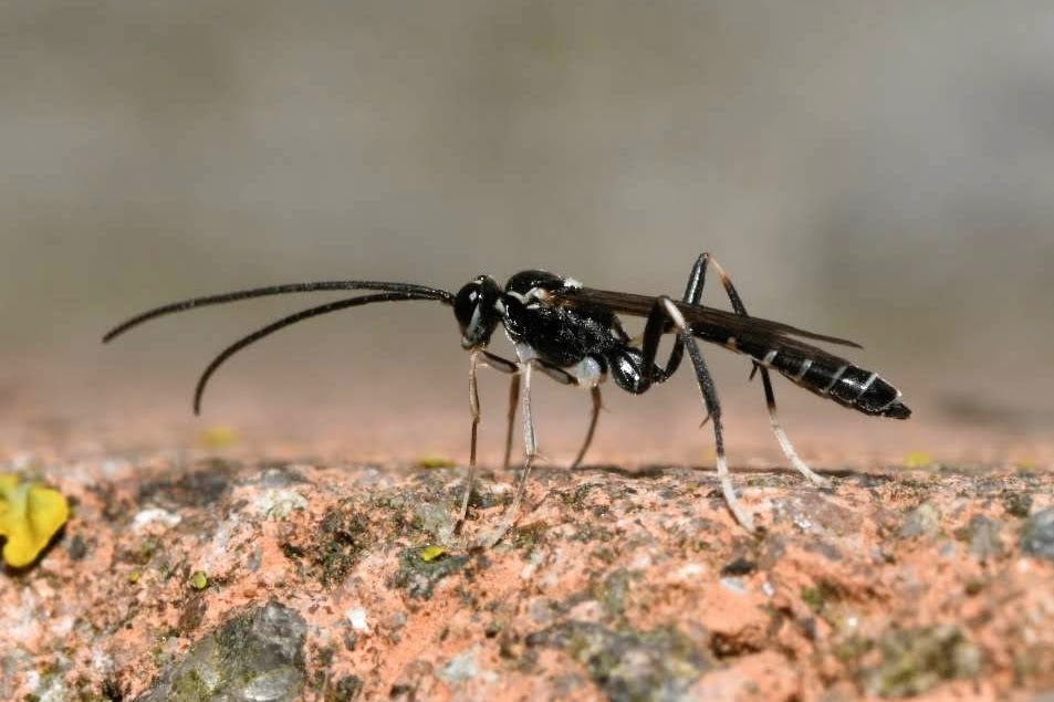 Picardiella melanoleuca