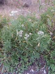 Achillea salicifolia