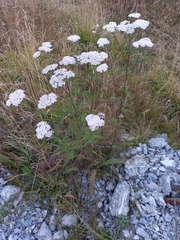 Achillea asiatica