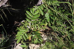 Melianthus