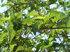 Vangueria madagascariensis