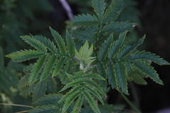 Melianthus