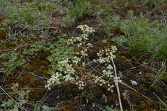 Trinia glauca