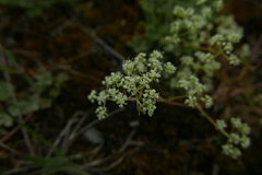 Trinia glauca