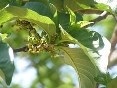 Vangueria madagascariensis