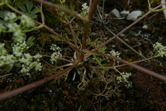 Trinia glauca