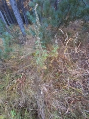 Artemisia leucophylla