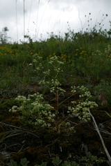 Trinia glauca