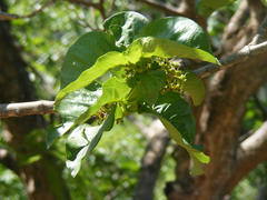 Vangueria madagascariensis