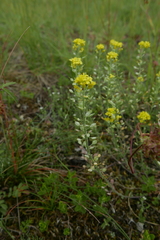 Alyssum montanum