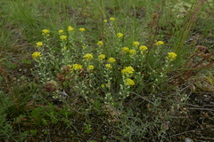 Alyssum montanum