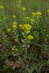 Alyssum montanum