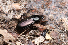 Calathus metallicus