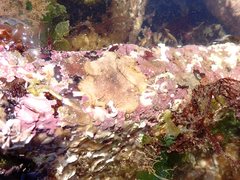 Schizoporella unicornis