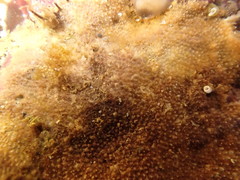 Schizoporella unicornis